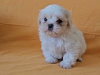Maltese terrier yavrular