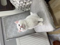 SÜT BEYAZ PAŞA KEDİM HAZIR