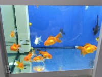 Ciklet beta neon tetra Lepistes japon moli