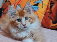 Maine coon 3 aylık erkek yavrular