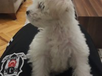 5 aylık dişi Maltese Terrier