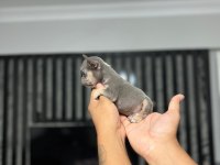 MİCRO BOY EXOTİC LİLACTAN FRENCH BULLDOG ERKEK