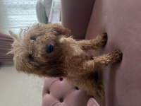Dişi Tüm Aşıları Tam Toy Poodle
