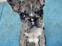 French Bulldog A kalite Yavrular