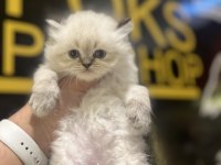 Britsh longhair kedisi yavrular