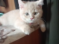Yakışıklı british shorthair oğlumuz yeni yuvasını arıyor