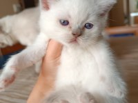 Şecereli british shorthair