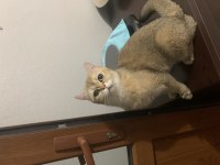 golden british shorthair