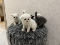Scottish Fold yavru BEYAZ VE GRİ
