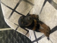 Orijinal kaliteli doberman yavruları