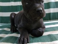 SAFKAN CANE CORSO YAVRULARI IRK GARANTİLİ