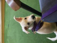 Ücretli sahiplendirme 3 aylık terrier melezi