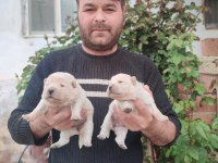 Chow chow bebekler