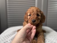 Red maltipoo
