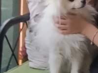 Beyaz pomeranian 15 aylık oğlum