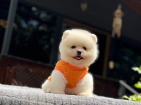 Sağlık Ve Irk Garantili Pomeranian Boo Yavru