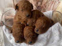 Uygun fiyata original poodle yavruları