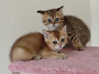 British shorthair golden 2 dişi ny11