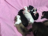 Chihuahua Yavrularımız