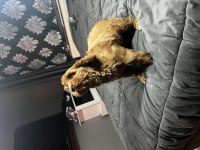 Çok sağlıklı sorunsuz cavalier king charles