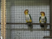 Hazır takım portakal caique