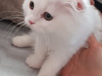 BEYAZ ALALI ÇOK GÜZEL 3 AYLIK KEDİMİZ