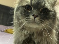 Chinchilla iran kırması erkek 1 yaşında