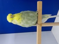 Show Jumbo muhabbet kuşu