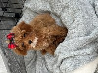 3.5 aylık dişi toy poodle