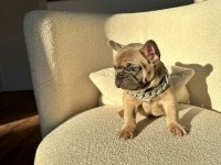 50 günlük blue sable erkek french bulldog