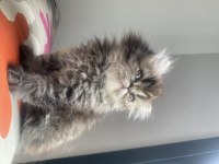 Puf puf scottish fold bebekler