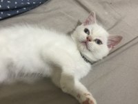 Yavru british shorthair kızım