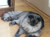 Scottish fold Balım a yeni sahip