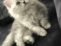 British longhair miniğimize yuva arıyoruz