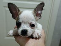 Yavru chihuahua 5