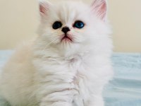 Yılbaşı çiçekleri british longhair