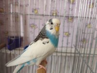 ÇİFT EĞİTİMLİ KONUŞAN MUHABBET KUŞLARI
