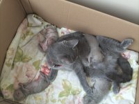 British shorthair yavrular rezerveye açıktır