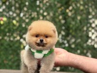 Show Kalite Pomeranian Boo Yavrular