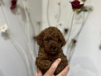 Korekan poodle bebeklerimiz