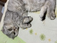 Scottish fold kehribar gözlüme yuva arıyorum