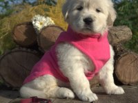 Golden Retriever Gelip Görerek Alabilirsiniz