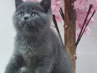 KOCA KAFA BRİTİSH YAVRULARIMIZ AA KALİTE SAFKANDIR
