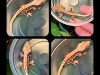 CRESTED GECKO YAVRULAR