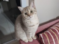 Bu minnoş kedilere yavru arıyoruz