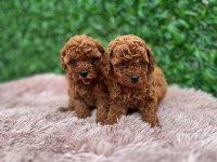 Toy poodle güzellikler