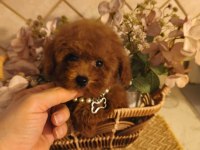 Toypoodle Yavrularımız 