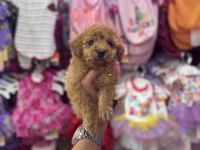 AİLENİZİN YENİ POODLE ÜYESİ