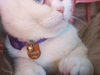 9 aylık scottish fold