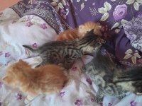 Yavru Kediler Yuva Bekliyor